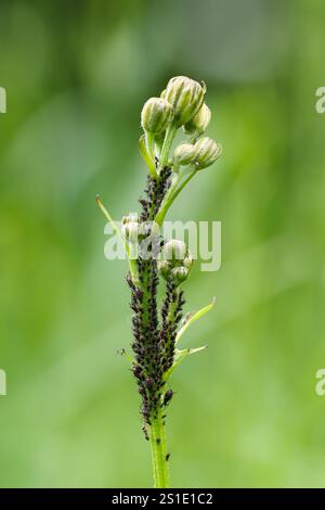 Black bean aphids, Aphis fabae on a meadow plant, close up. Pest, blurred natural green background. Chocholna, Slovakia Stock Photo