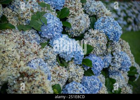 Hydrangea macrophylla (Thunb.) known by the common names of hydrangea, hydrangea, hydrangea or simply granja. Stock Photo