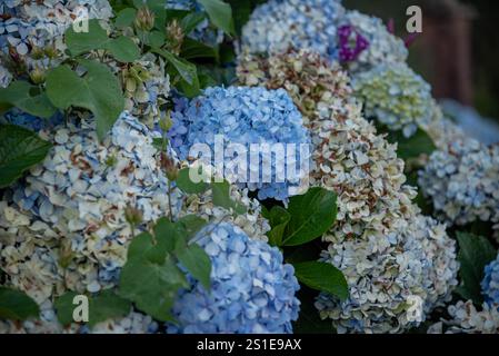 Hydrangea macrophylla (Thunb.) known by the common names of hydrangea, hydrangea, hydrangea or simply granja. Stock Photo