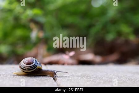close-up of a snail crawling on a stone surface with a blurred green background Stock Photo