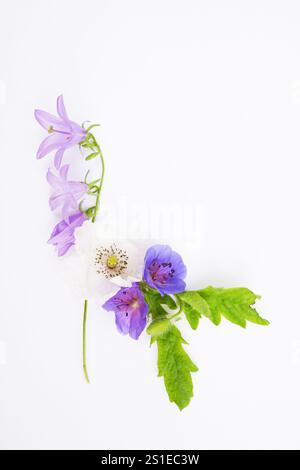 A simple and elegant composition of wildflowers, including purple bellflowers, white poppy, and violet geranium, arranged on a clean white background. Stock Photo