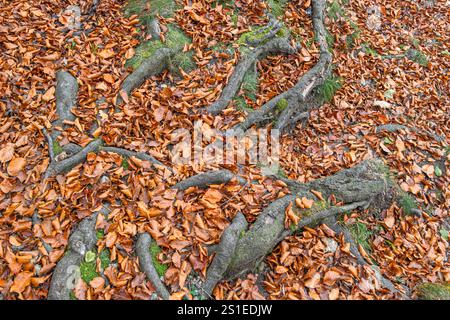Roots of a beech tree on the leaf-covered ground of a forest in autumn, Bavaria, Germany, Europe Stock Photo