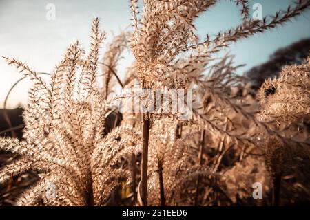 Decorative pampas dry fluffy grasses grow in formal botanical garden on a fall day. Soft dry grass and plants outdoors. Abstract natural landscape. Stock Photo