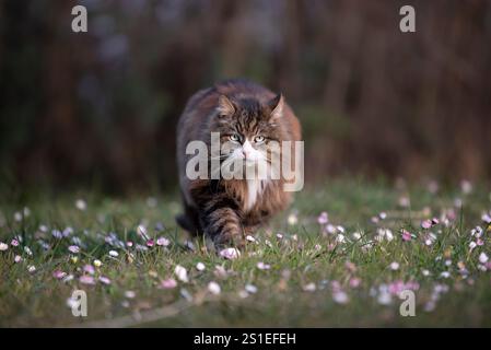 very furry cat walking towards me looking at the camera. cat walking in a meadow of daisies. Stock Photo
