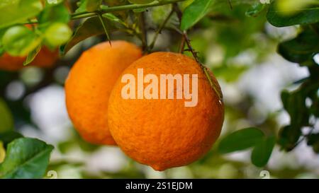 Fresh yellow ripe lemons, green leaves. Big lemons hanging on trees. Beautiful orchard. Bunches of lemons on branches in garden. Stock Photo