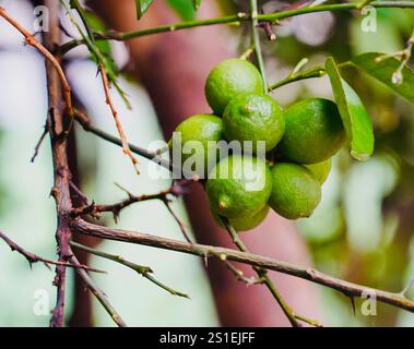 Fresh green lemons fruit hanging from branch. lemons tree garden and healthy food concept, group of lemons, macro Stock Photo