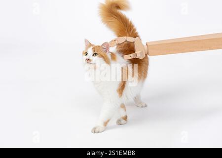 A robotic hand petting a cat showcases a futuristic bond between technology and animals Stock Photo