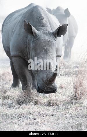 Nashorn in der Wildnis von Afrika Stock Photo - Alamy
