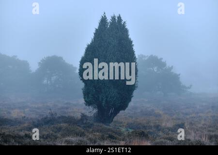 A single evergreen tree stands in a foggy heathland, surrounded by muted colors of grass and shrubs, creating a serene and moody natural scene. Stock Photo