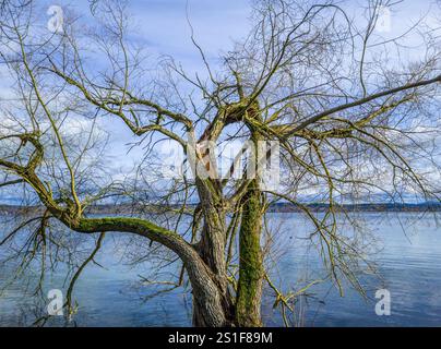Tree without leaves, branch split during storms in winter Stock Photo
