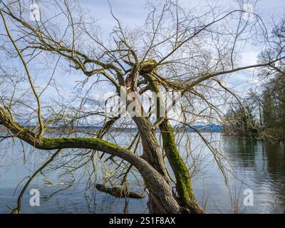 Tree without leaves, branch split during storms in winter Stock Photo