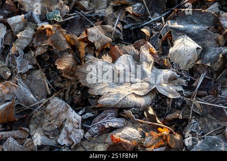Frost covered leaves on forest floor in UK Stock Photo
