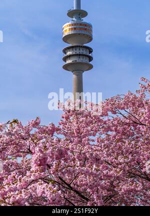 Magnificent cherry blossom in spring, Olympic Park in Munich, Bavaria, Germany Stock Photo