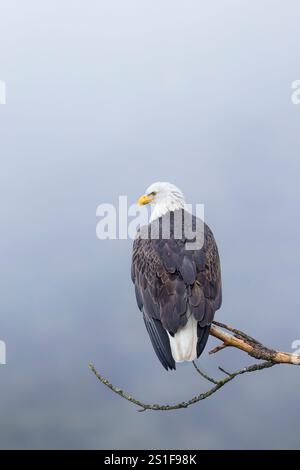 An American bald eagle is perched on a barren branch on a foggy day in north Idaho. Stock Photo