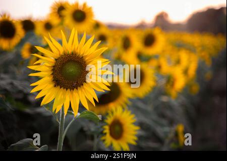 Sunflower in the field with one honey bee on it during evening. Background blur and copy space. Stock Photo