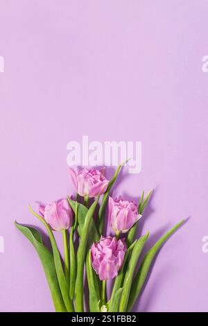 A delicate bunch of pink tulips, featuring vibrant petals and green leaves, rests on a smooth lavender backdrop. Stock Photo