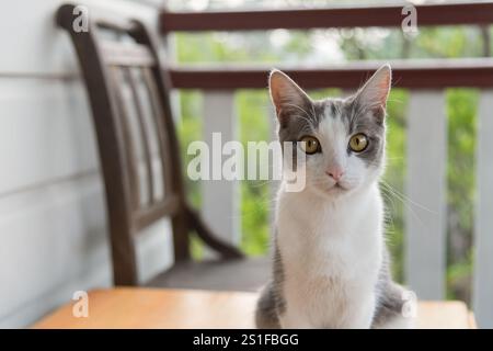 Adorable gray and white cat sitting on a wooden table, gazing intently at the camera.  A blurred wooden chair and porch railing are in the background. Stock Photo