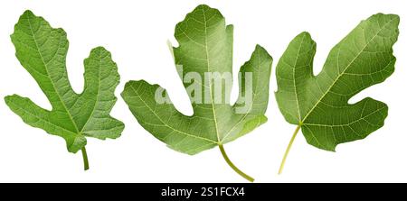 set of fig leaves isolated on white background. Stock Photo