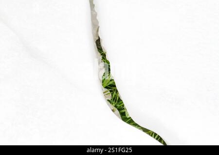 spring grass breaks through the snow, plants Stock Photo