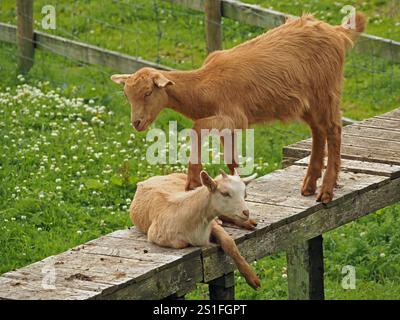 two 2 young farm goats playing - one prodding the other with hoofed foot as it lies on wooden walkway in Cumbria, England, UK Stock Photo