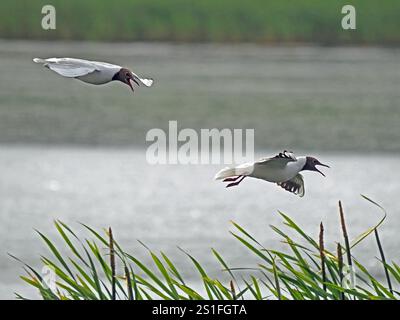 two squawking rival Black-headed Gulls (Chroicocephalus ridibundus) white eye-ring brown head red beak flying above water in Lancashire, England, UK Stock Photo