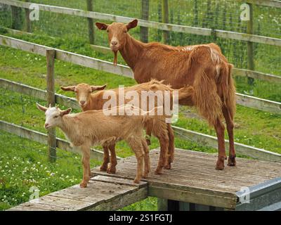 three brown farm goats - bearded mother and two sibling kids - standing on wooden walkway in Cumbria, England, UK staring at camera Stock Photo