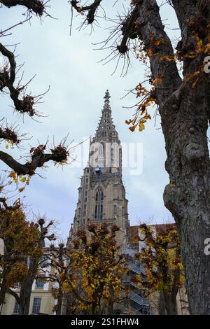 Impressive gothic style Munster Cathedral of St. Vincent in Bern, framed by tree Stock Photo