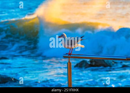 Sunrise seascape with the seagulls at Avoca Beach on the Central Coast, NSW, Australia. Stock Photo