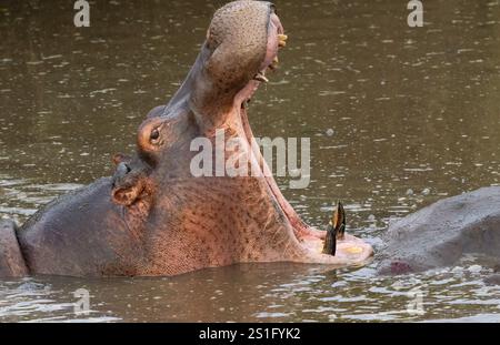 Hippopotamus (Hippopotamus amphibius) in river displaying wide mouth and teeth (front view) Stock Photo