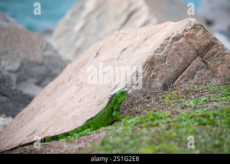Iguana sitting on the rocks at Miami Beach Florida Stock Photo
