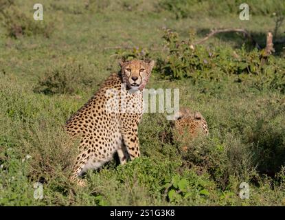 Cheetah (Acinonyx jubatus) sitting looking at camera Stock Photo