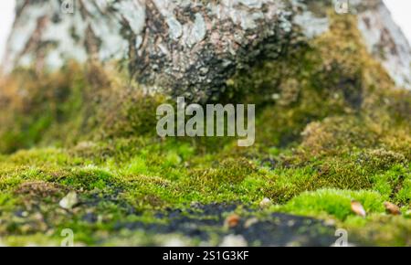 Green moss textured growth at the bottom of tree trunk close up Stock Photo