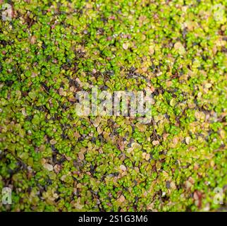 Green moss textured growth at the bottom of tree trunk close up Stock Photo