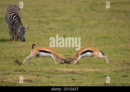 Thomson's Gazelle (Eudorcas thomsonii) males fighting over a female Stock Photo