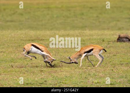 Thomson's Gazelle (Eudorcas thomsonii) males fighting over a female Stock Photo