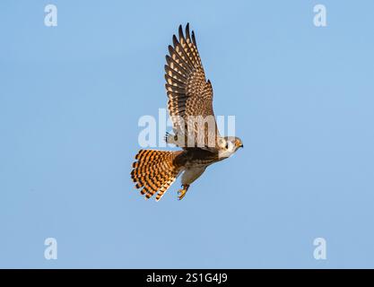 A female American Kestrel in full flight with fanned wing and tail feathers showing her beautiful warm brown color and feather pattern. Stock Photo