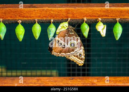 Blue Morpho Butterfly (Morpho paleides) emerging from a chrysalis, La Paz Waterfall Gardens, Alajuela Province, Costa Rica Stock Photo