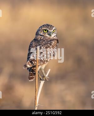 Close up of a Burrowing Owl with big yellow eyes and good body details perched upon a split piece of branch within an open field in Colorado. Stock Photo