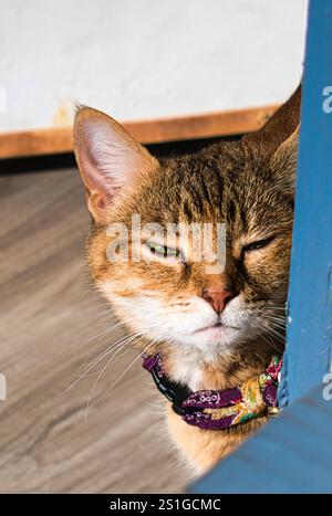 Close-Up of a Relaxed Tabby Cat Behind a Doorframe A serene tabby cat wearing a colorful patterned collar peers from behind a doorframe, basking. Stock Photo
