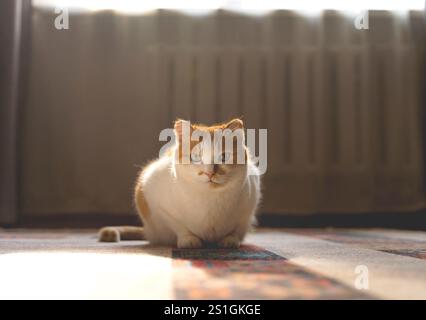 Adorable ginger and white cat relaxing on carpet in warm sunlight at home. Stock Photo