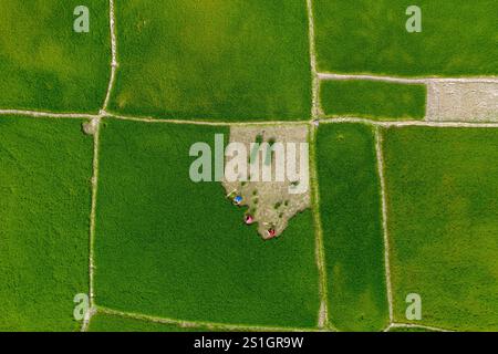 An aerial view shows farmers collecting paddy seedlings from seedbeds at Dingapota Haor in Mohongonj Upazila, Netrokona, during the Iri-Boro cultivati Stock Photo