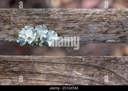 Lichen on timber slats planks boards, macro closeup close detail, aged weathered vintage organic, backgrounds wallpaper texture pattern Stock Photo