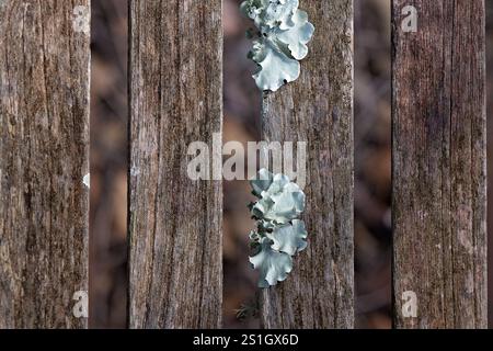 Lichen on timber slats planks boards, macro closeup close detail, aged weathered vintage organic, backgrounds wallpaper texture pattern Stock Photo