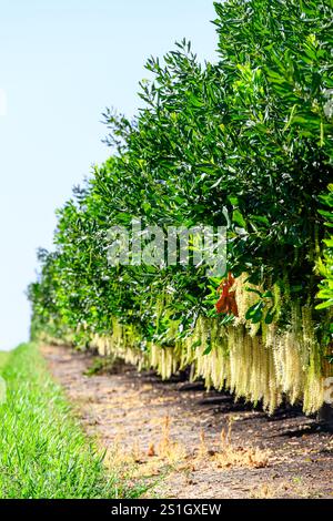 Macadamia nut tree trees farm orchard, Australian native bush food, health healthy oil farming, agriculture agricultural Stock Photo