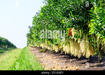 Macadamia nut tree trees farm orchard, Australian native bush food, health healthy oil farming, agriculture agricultural Stock Photo