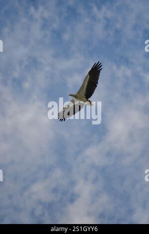 A white-bellied sea eagle in flight, with cloud background. Photographed in the western part of Singapore. Stock Photo