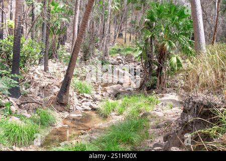 Mickey Creek walk, Carnarvon Gorge, Queensland Australia, nature natural landscape bushwalk, eco tourism Stock Photo