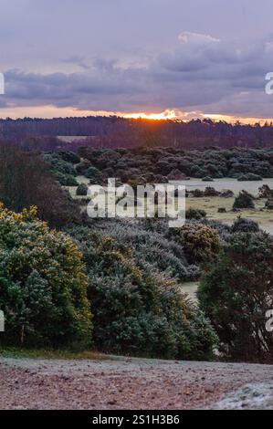 Rockford Common, New Forest, Ringwood, Hampshire, UK, 5th March 2025 ...