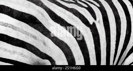 Abstract pattern with black and white zebra stripes, natural background, Africa Stock Photo