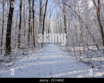 Winter forest. Path through snowy forest. Morning in winter forest. Horizontal shot Stock Photo